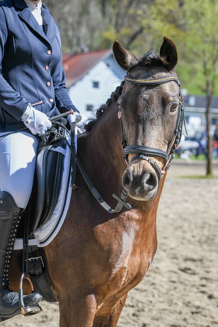 篮球智商 篮球智商